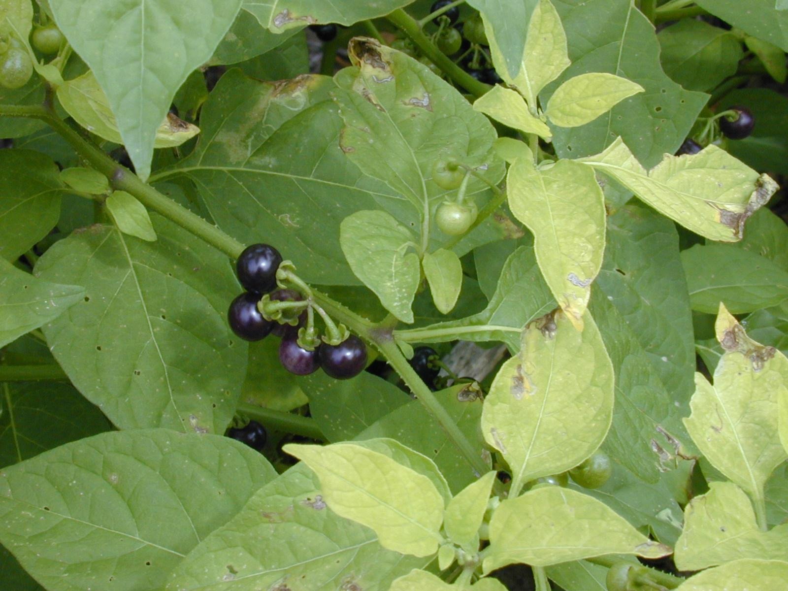 Black Nightshade Leaves