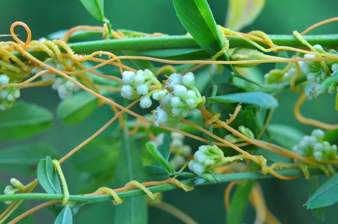 Dodder